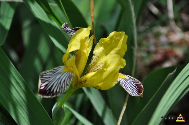Iris galben
