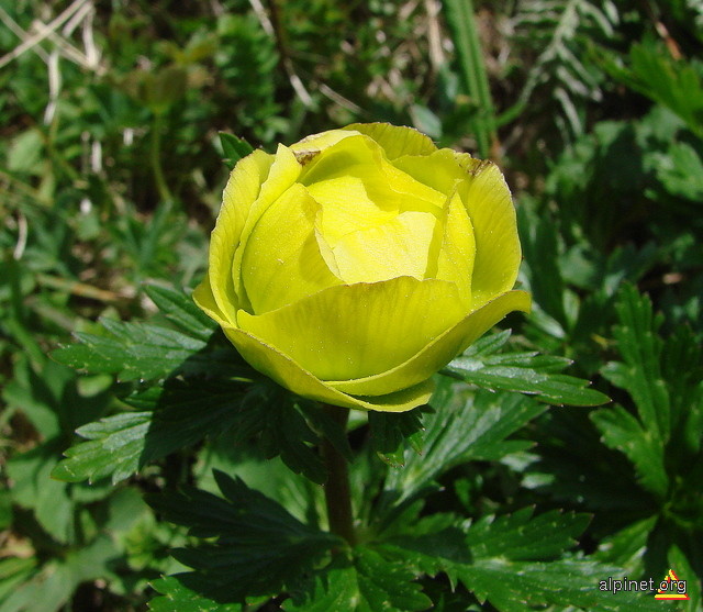 Trollius europaeus-Bulbuci de munte