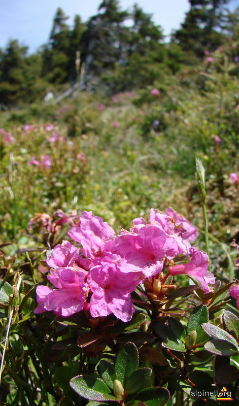 Rhododendron Kostchyi-Smirdar