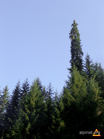 Molidul columnar (Picea abies var. columnaris)
