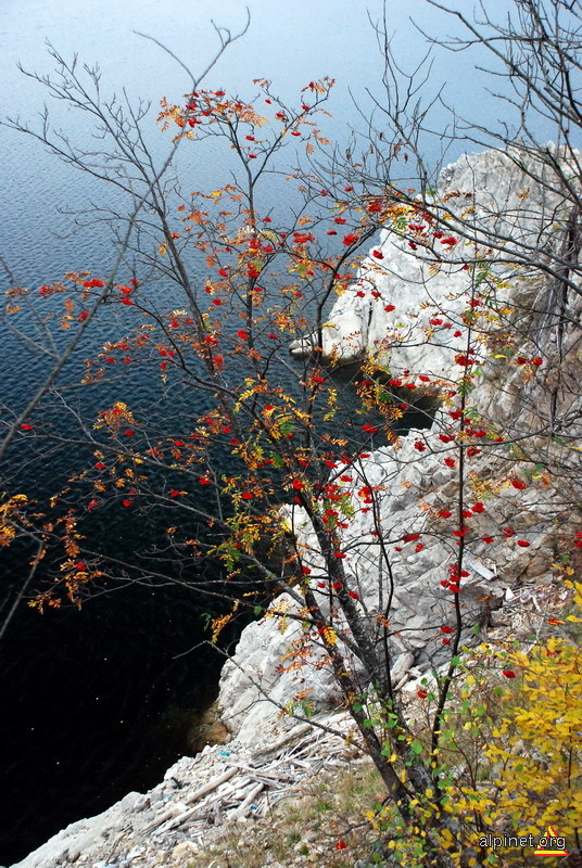 Scoruş de munte (Sorbus aucuparia)