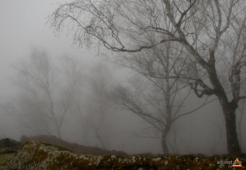 Pădure tânără în ceaţă