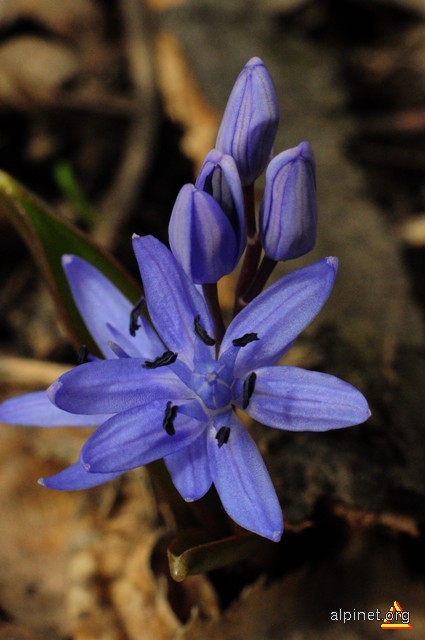 Flora de primavara-Albastrea