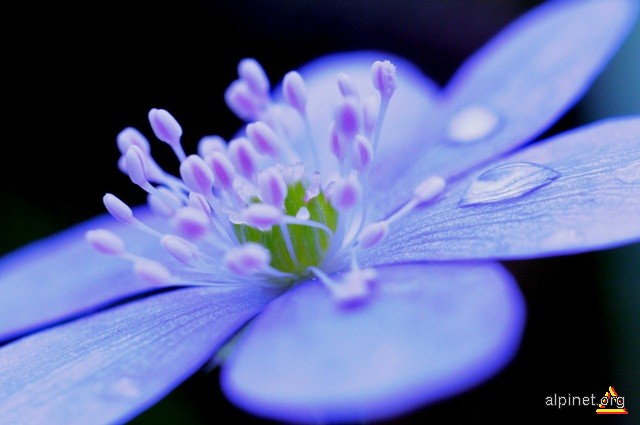 ~Avatar flower~