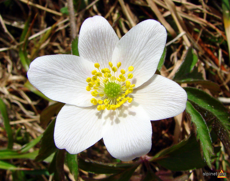 Anemone nemorosa - Floarea Paştelui