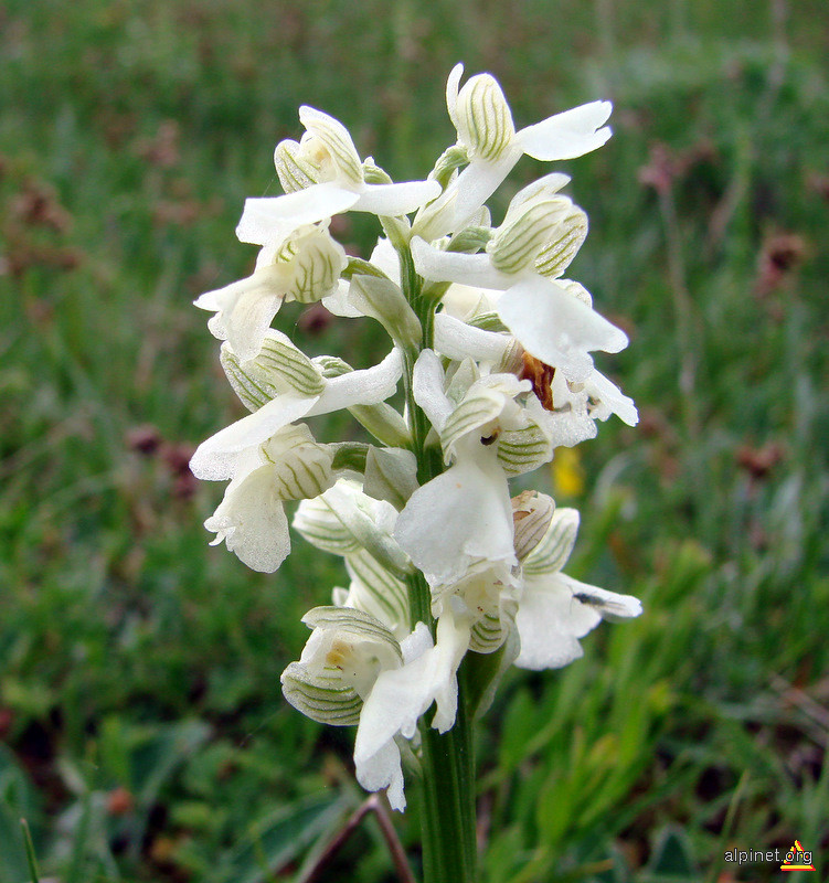 Orchis morio alba - Untu vacii, Orhidee albă