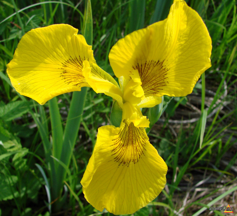 Iris pseudacorus - Stânjenel galben