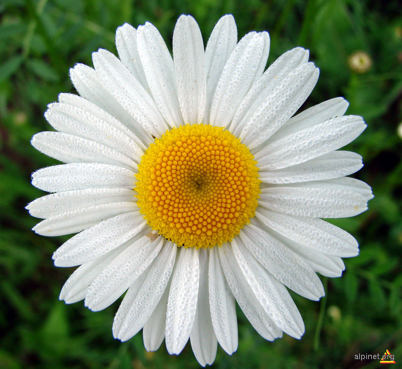 Chrysanthemum rotundifolium - Margaretă