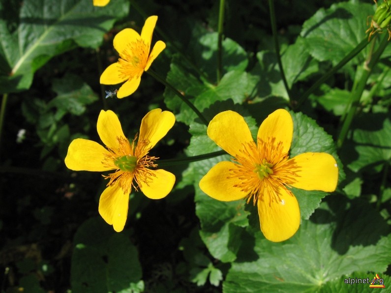 Calcea calului(Caltha palustris)