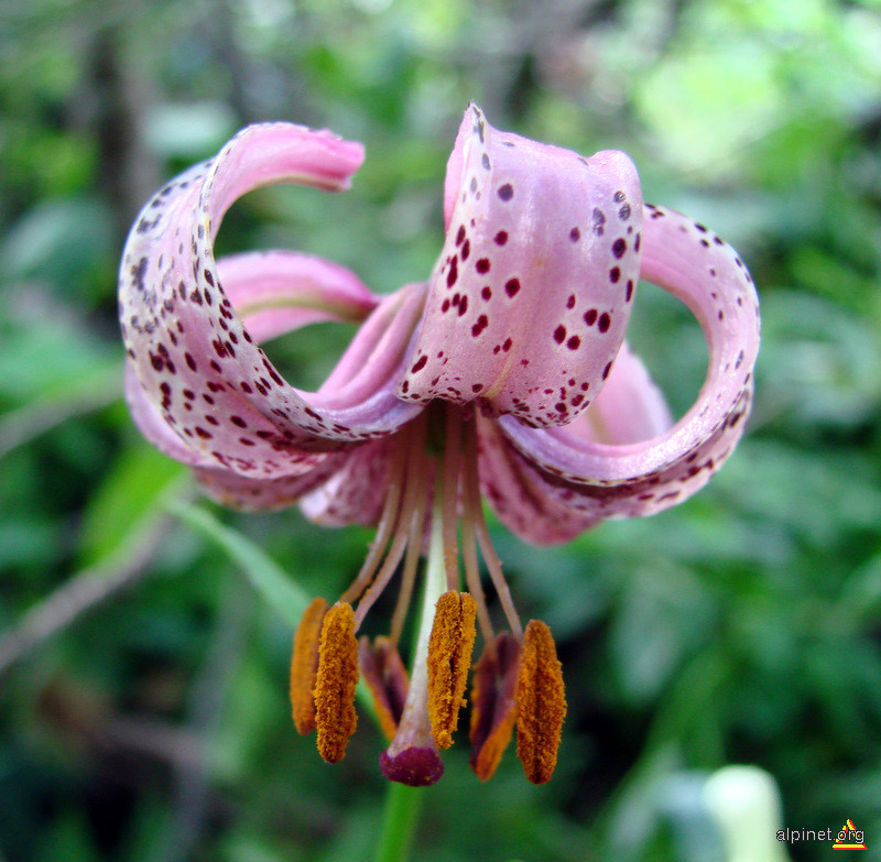 Lilium martagon - Crin de munte