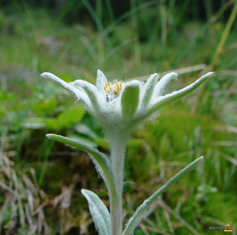 Leontopodium alpinum - Floare de colţ