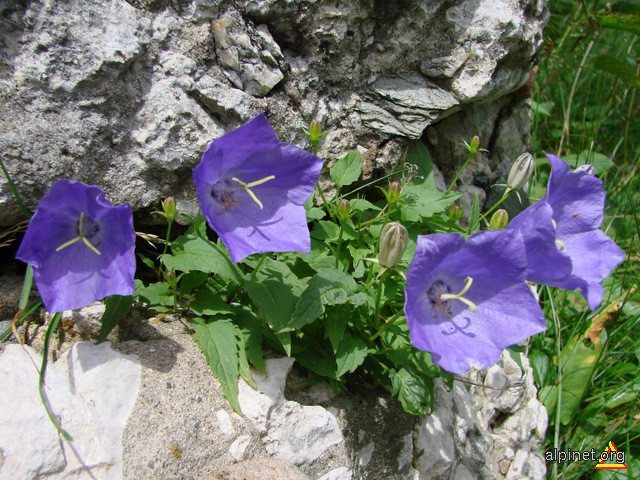 Campanula carpatica - Cădelniţa