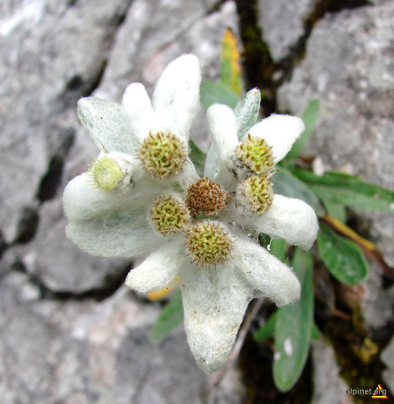 Leontopodium alpinum - Floare de colţ