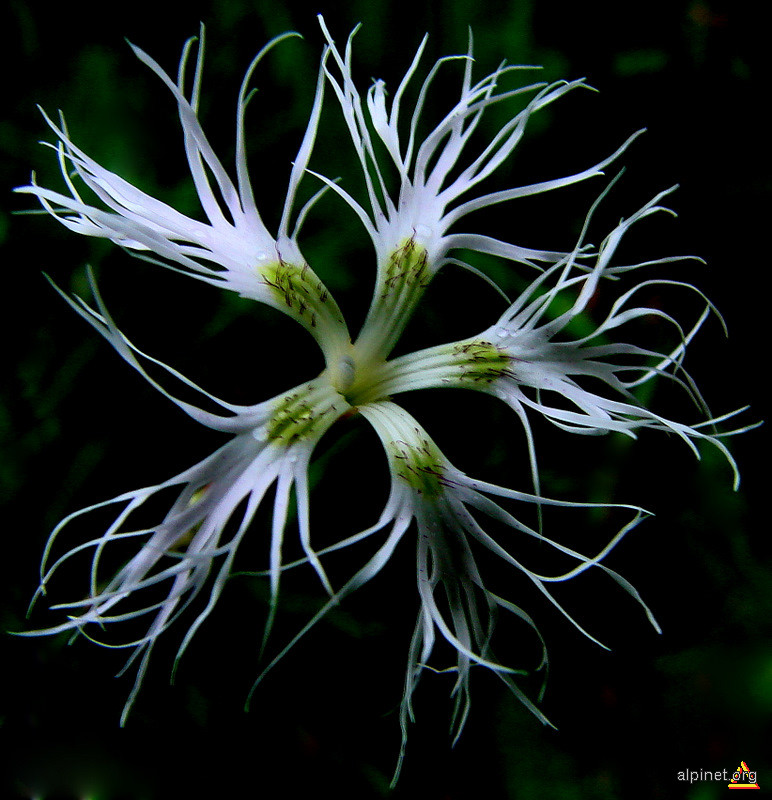 Dianthus superbus - Garofiţa