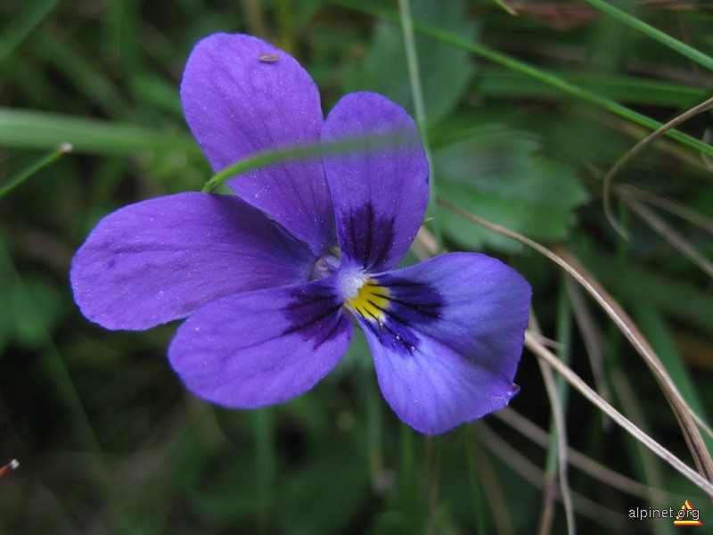 Violet de Bucegi Viola declinata-Unghia păsării