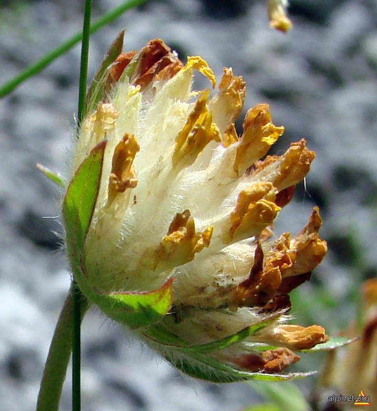 Anthyllis vulneraria ssp. alpestris - Iarba rănii, Vătămătoare