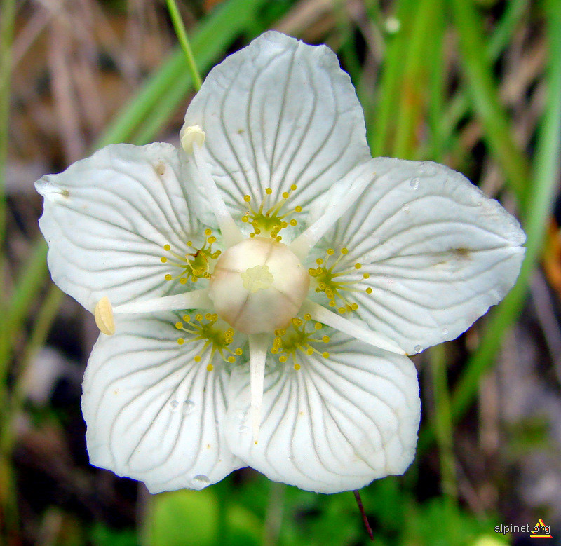 Parnassia palustris - Şopârliţă albă, Floarea studentului