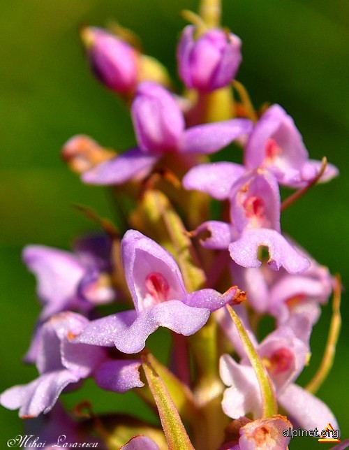 Orhidee autohtonă