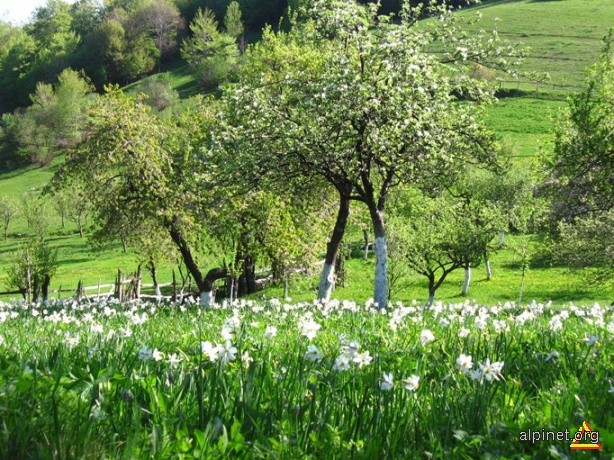 Narcise in Rezervația de la Tecșești