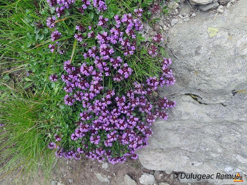 Cimbrişor de munte (Thymus Serpyllum)