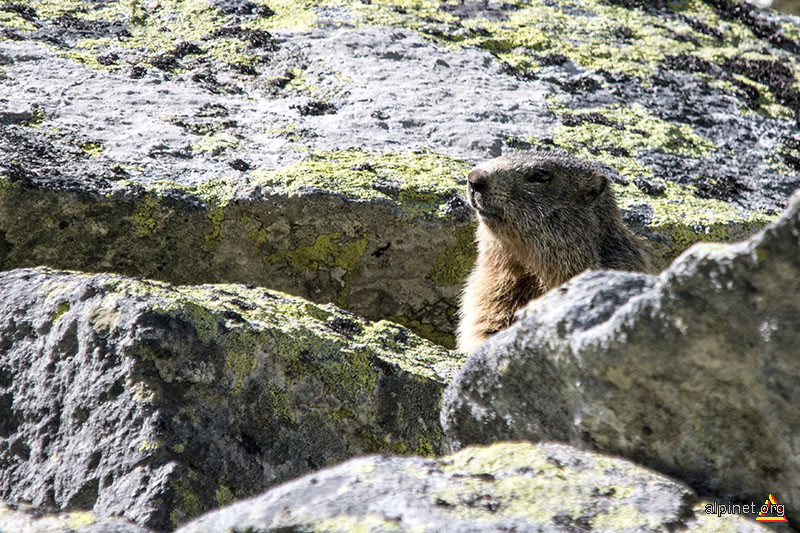 o marmota